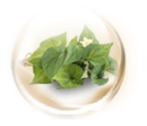 Pueraria Mirifica Pueraria Mirifica