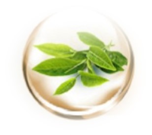 Green Tea Extract Green Tea Extract