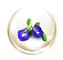 Butterfly Pea Extract Butterfly Pea Extract