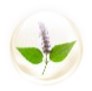 Patchouli Patchouli
