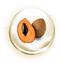 Pouteria Sapota Seed Oil Pouteria Sapota Seed Oil