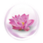 Lotus Flower Extract Lotus Flower Extract