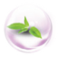Green Tea Extract Green Tea Extract