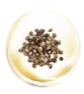 Hemp Seed Oil Extract Hemp Seed Oil Extract